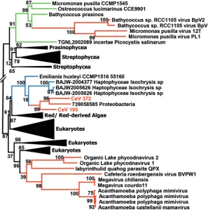 FIG 9 Convergent acquisitions of host HSP70 proteins. A maximum likelihood phylogenetic tree (58) ofS-H-like local support test are given beside nodes