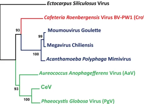 TABLE 1 Genomic features of the Mimiviridae