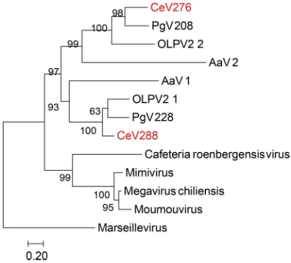 FIG 3 Duplication of the second largest subunit of the DNA-directed RNA polymerase II (RPB2) in CeV,mode), was constructed