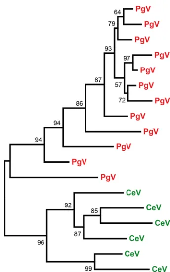 FIG 5 Independent MIGE spreading in CeV and PgV. A maximum likelihood phylogenetic tree (58) ofMIGE protein sequences, aligned using Muscle (57), was constructed