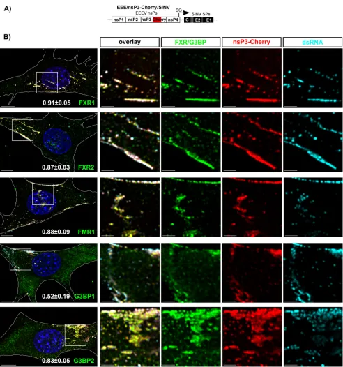 FIG 4 At early times p.i., all FXR and G3BP proteins colocalize with membrane-bound EEEV nsP3-containing pre-vRCs