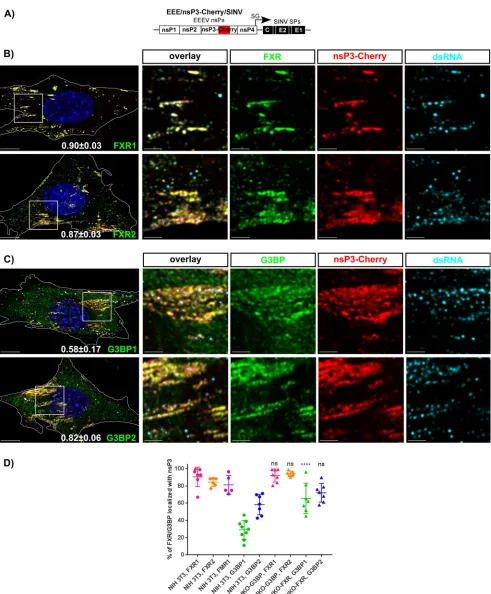 FIG 5 FXR and G3BP proteins independently accumulate in the membrane-bound EEEV nsP3-containing pre-vRCs