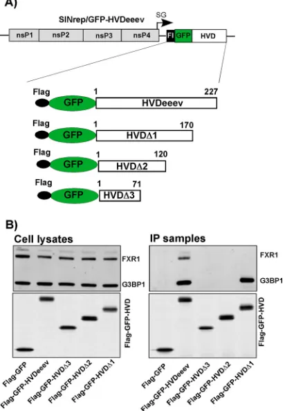 FIG 6 G3BP- and FXR-binding sites are located in different fragments of the EEEV HVD. (A) Schematicrepresentation of the SINV-based replicon and Flag-GFP-HVDeeev cassettes applied for mapping ofG3BP- and FXR-binding sites
