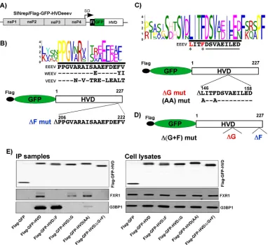FIG 7 FXR- and G3BP-binding sites in the EEEV nsP3 HVD. (A) Schematic representation of the SINV replicon encoding theFlag-GFP-HVDeeev fusion protein