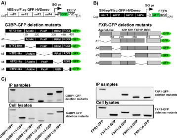 FIG 8 Binding of G3BP1 and FXR1 to the EEEV nsP3 HVD is mediated by their NTF2-like and Agenet-like domains,infected with packaged VEErep/Flag-GFP-HVDeeev or SINrep/Flag-GFP-HVDeeev replicons at an MOI of 20 inf.u/cell