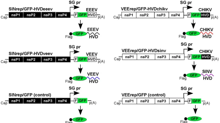 FIG 1 Schematic representation of replicons encoding Flag-GFP fusions with the nsP3 HVDs derived from theindicated alphaviruses