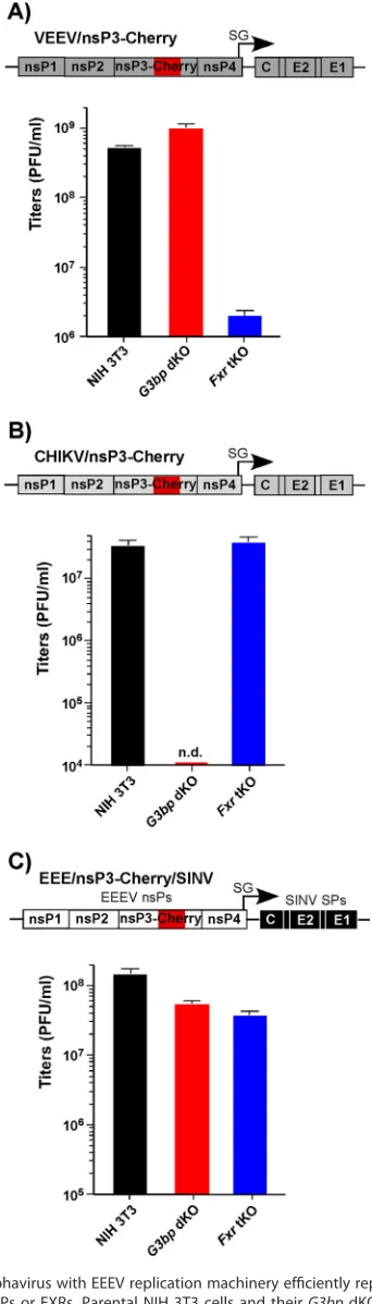 FIG 2 A recombinant alphavirus with EEEV replication machinery efﬁciently replicates in the absence ofwere infected with VEEV/nsP3-Cherry (A), CHIKV/nsP3-Cherry (B), and EEE/nsP3-Cherry/SINV (C) at an MOIof 0.1 PFU/cell