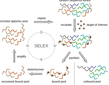 Figure 1.1. A schematic illustration of an in vitro selection process known as SELEX. The process starts with a large randomized pool of single-stranded RNA molecules transcribed from their DNA templates
