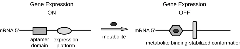 Figure 1.2. A schematic diagram of a typical riboswitch composed of two distinct domains: the ligand-binding domain known as the aptamer domain and the regulatory domain known as the expression platform (adapted from Winkler and Breaker37)
