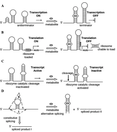 Figure 1.3. A schematic illustration of mechanisms by which riboswitches achieve gene expression regulation in response to their target metabolite binding (A and B adapted from Nudler and Mironov44)