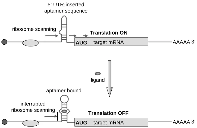 Figure 1.4. A schematic illustration of riboswitches constructed based on aptamer insertion within a target transcript