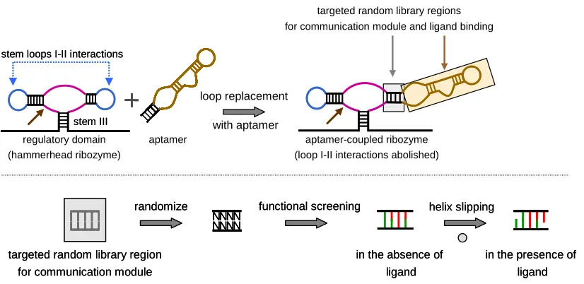 Figure 1.6. A schematic illustration of riboswitches constructed based on an evolved linker between the aptamer and regulatory domains