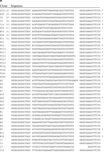 Figure 2.1. Codeine-binding RNA aptamer clone sequences. (A) DNA template from which the initial RNA pool was generated