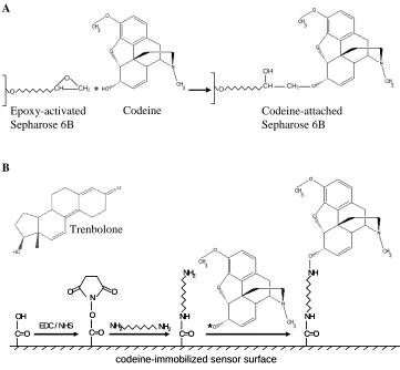 Figure 2.2. Schematics of the codeine-immobilized surfaces used in the used to attach it to the affinity matrix during the selection process