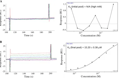 Figure 2.3. Concentration-dependent codeine-binding responses (left) and the corresponding equilibrium binding curve (right) of (A) the initial pool and (B) the enriched final pool
