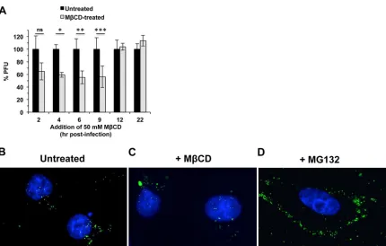FIG 2 Cellular cholesterol is important for HSV-1 replication at a stage following the arrival of viral capsids at the nucleus