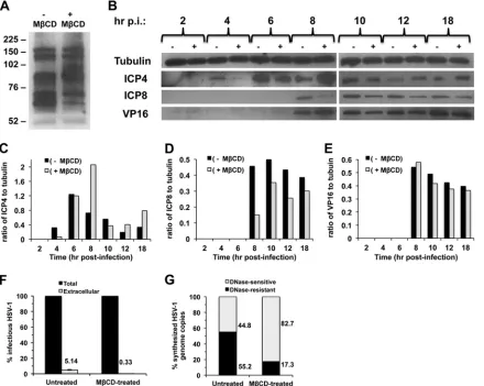 FIG 3 Cholesterol depletion affects the synthesis of viral proteins and the yield and release of infectious HSV-1
