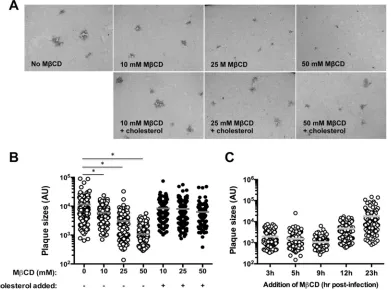 FIG 4 Cholesterol is required for HSV-1 cell-to-cell spread. (A) Vero cells were infected as described for Fig