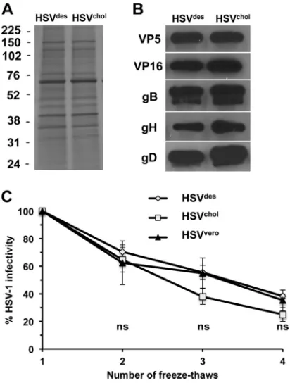 FIG 7 Effect of envelope sterol on incorporation of virion proteins and on stability of HSV-1