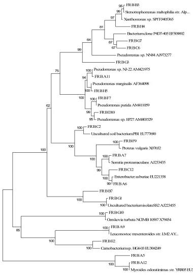 Figure 1 Phylogenetic tree of representative bacterial sequences recovered from fresh MSW (November 18 sample) using the neighbor-joining method (Jukes-Cantor algorithm)