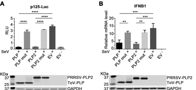 FIG 7 Effect of ToV-PLP expression on IFN-�a plasmid expressing ToV-PLP or PRRSV-PLP2 (wild type or mutant)