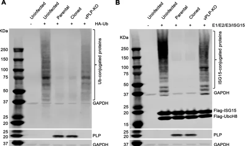 FIG 9 Characterization ofinfectious clones. Conﬂuent ST cells were initially inoculated with the recombinant virus at an MOI of0.01, and the cell culture supernatant was serially harvested at 0, 2, 4, 6, 8, 10, and 12 hpi
