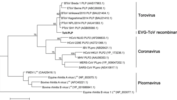 FIG 3 Phylogenetic analysis of coronaviral and picornaviral papain-like proteases. The phylogenetic tree wasconstructed by the maximum likelihood method using the best-ﬁtting algorithm Whelan-and-Goldman model