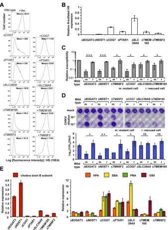 FIG 4 Contribution of HS expression-related genes to cell susceptibility to CHIKV. (A) Each knockout cell linewith anti-HS MAb (F58-10E4)