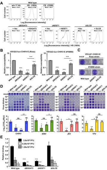 FIG 2 Susceptibilities of GAG-deﬁcient HAP1-knockout cells to CHIKV and mosquito-borne viruses