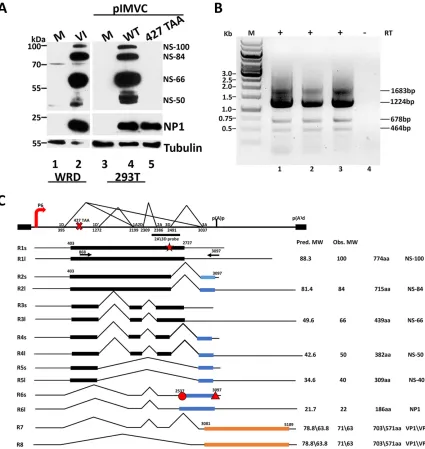 FIG 1 MVC encodes multiple NS isoforms during infection of WRD cells and transfection of 293T cells