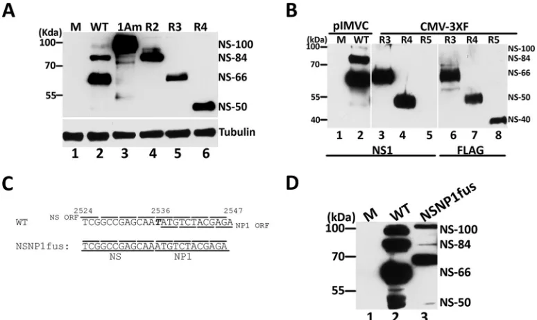 FIG 2 MVC NS-84, NS-50, and NS-40 mRNAs are alternatively spliced, using the 3A acceptor, into the NP1 ORF