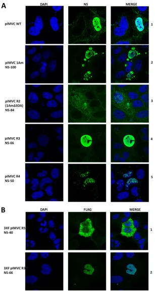 FIG 4 MVC NS isoforms exhibit differential localization and distinct morphology in transiently transfectedWRD cells