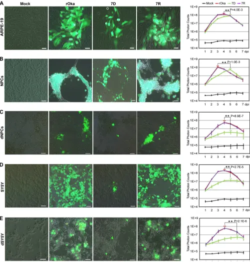 FIG 1 Growth of rOka, 7D, and 7R in different cell types. (A to E) Growth curves in ARPE-19 cells (A), NPCs (B), dNPCs (C), SY5Y cells (D), and differentiatedcounts of luciferase bioluminescence