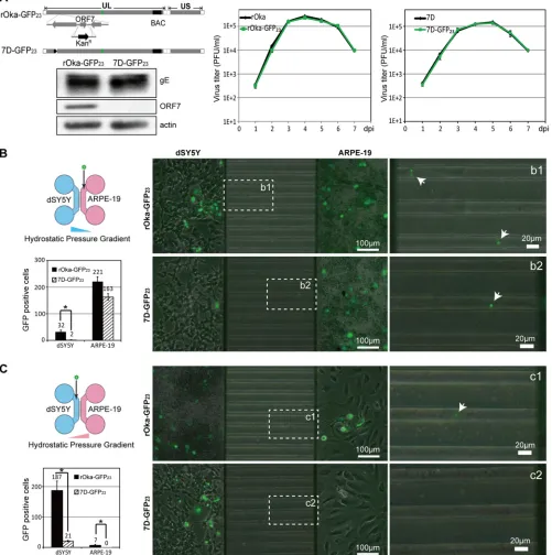 FIG 2 Transcellular transmission of VZV. (A) Construction and growth evaluation of 7D-GFPThe virus particles are indicated by the white arrows