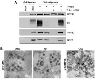 FIG 3 Localization of ORF7 in VZV virions. (A) Localization analysis of pORF7 in puriﬁed VZV virions.X-100
