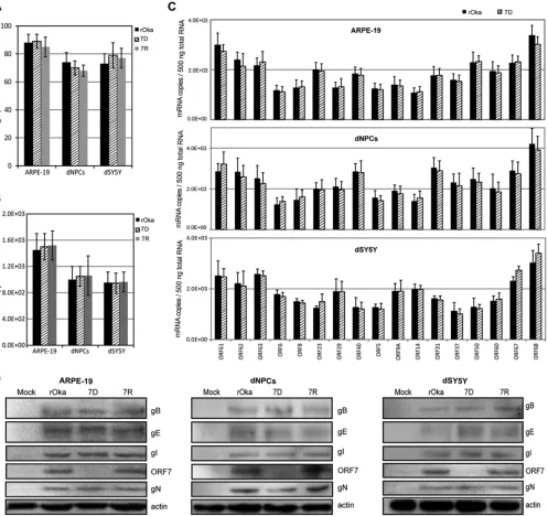 FIG 4 Role of ORF7 in viral entry, genome replication, and expression of typical viral genes