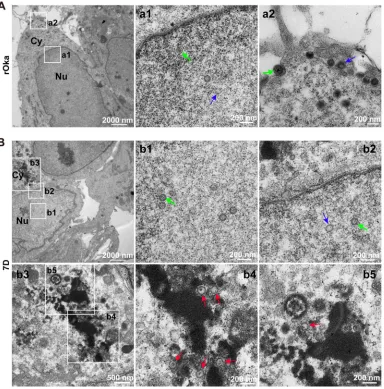 FIG 5 Viral particles in rOka- and 7D-infected dNPCs. (A) rOka-infected dNPCs. Normal VZV particles were observed in thenucleus (a1, capsids with genome, green arrow; capsids without genome, blue arrow) and in the cytoplasm and on the cellsurface (a2, inta
