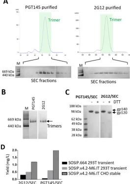 FIG 6 Expression of CZA97.012 SOSIP.v4.2-M6.IT trimers in a stable CHO cell line. (A) SEC proﬁles of Envproteins isolated using a PGT145 (left) or a 2G12 (right) afﬁnity column, with the trimer peaks indicatedand shaded in green