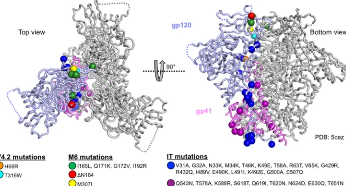 FIG 8 Locations of the M6 and IT sequence changes on the BG505 trimer. Mutated residues are shown as sphereswere removed for clarity) (46)
