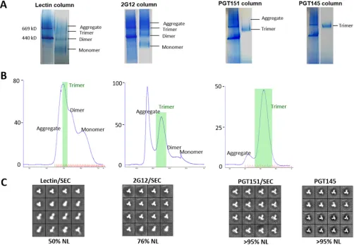 FIG 1 Properties of CZA97.012 SOSIP.664 Env proteins transiently expressed in 293F cells