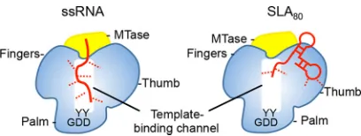 FIG 7 Model of the NS5-RNA interaction. NS5 consists of the MTase domain (yellow) and the RdRpinvolves less contact with NS5 than with ssRNA