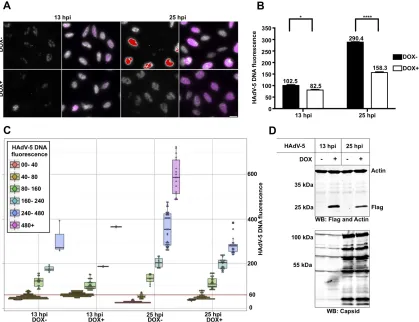 FIG 8 Expression of the pVII(Δ24) protein reduces HAdV-5 DNA detection with RCA. (A) HeLa-pVII(Δ24)Flag cells were treated withgroups and color coded based on their HAdV-5 DNA ﬂuorescence