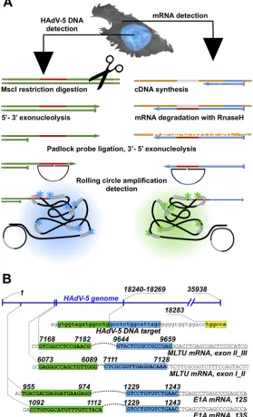 FIG 1 HAdV-5 DNA and mRNA detection by rolling-circle ampliﬁcation (RCA). (A) Simpliﬁed schematicsequences are indicated in green and blue, respectively