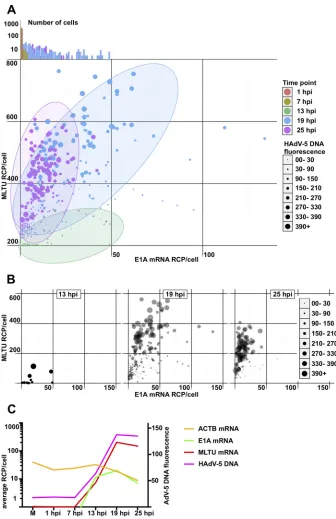 FIG 4 Single-cell quantiﬁcation of HAdV-5 DNA and viral mRNAs in HeLa cells at different time pointsvertical(yellow) and plotted against time (postinfection