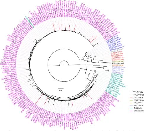 FIG 5 Phylogeny of TYLCV in China. Genome sequences of TYLCV strains identiﬁed in this study and those from China and elsewhere downloaded fromGenBank (accession numbers are shown in the ﬁgure) were used for the phylogenetic analysis