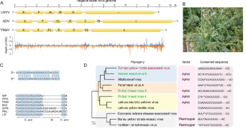 FIG 7 Genome and phylogeny of tomato yellow mottle-associated virus (TYMaV). (A) Genome structure of two representative plant viruses in the genus(D) Phylogenic tree of 11 available genomes of members in the genusCytorhabdovirus and TYMaV