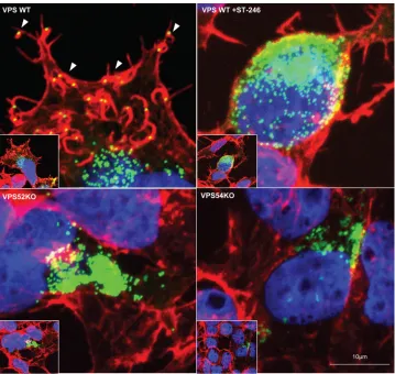 FIG 7 Actin tail deﬁciency in VACV-infected VPS KO cells. Cell lines were infected with VACV WRA4-YFP virus (green)VPS52KO (bottom left), and VPS54KO (bottom right) cells are shown