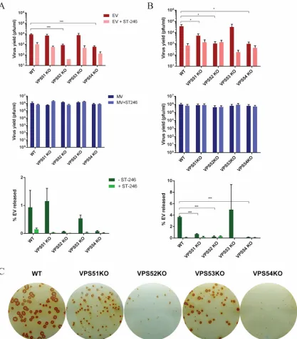 FIG 3 GARP complex genes are required for MPXV EV production. (A and B) HEK293FF6 cell lines containing VPS WT, VPS51KO,of EV released was determined by calculating the proportion of EV represented in the total number of virions (MV plus EV) for eachreplic