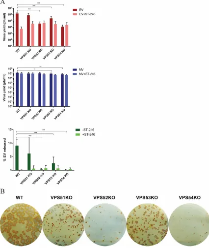 FIG 4 GARP complex genes are important for VACV EV production. GARP complex KO cell lines (VPS51KO, VPS52KO, VPS53KO, andPmeasured 24 hpi in each cell line