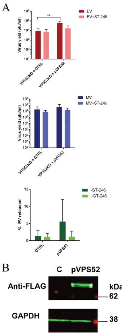 FIG 5 Complementation of GARP complex in KO cells restores viral production. (A) VPS52KO cells weretransfected with pLenti-VPS52-FLAG plasmid (pVPS52) or control plasmid (CTRL)